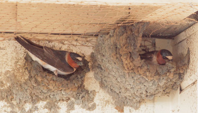 Cliff Swallows, building nests