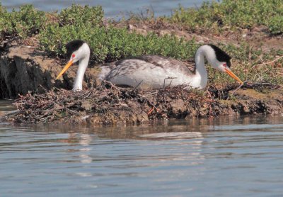 Clark's Grebes, pair at nest 5/11/12