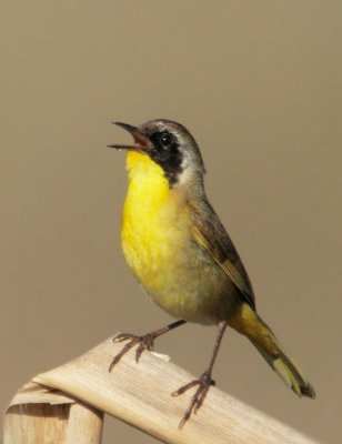 Common Yellowthroat, singing male