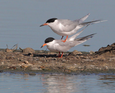 Forster's Terns, mating