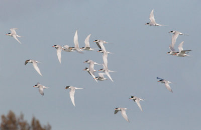 Forster's Terns, flying