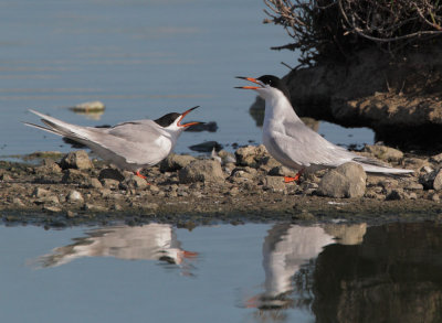 Forster's Terns, courting