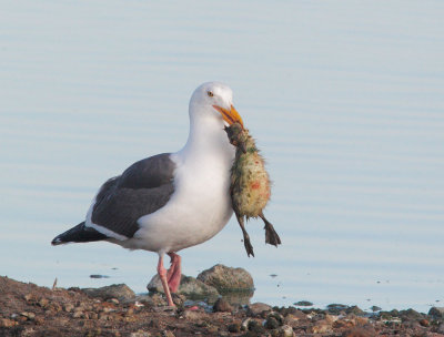 Western Gull killing and eating Canada Goose chick (graphic), May 2012