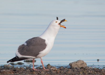 Western Gull, swallowing Canada Goose chick whole