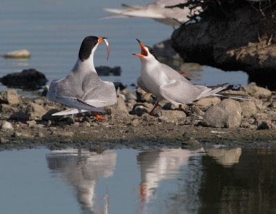 Forster's Terns, courting, fish exchange