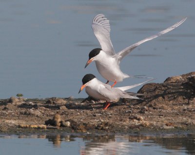 Forsters Terns, mating