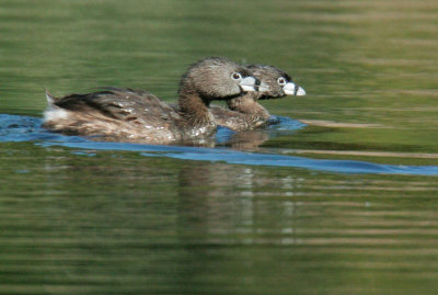 Pied-billed Grebes
