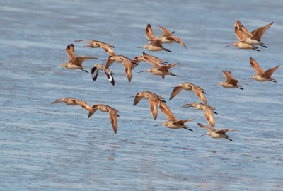 Marbled Godwits and a Willet, flying