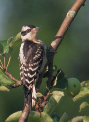 Downy Woodpecker