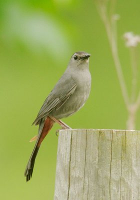 Gray Catbird