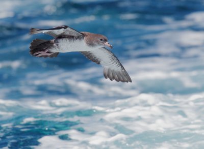 Pink-footed Shearwater