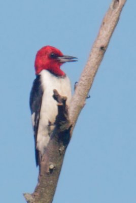 Red-headed Woodpecker