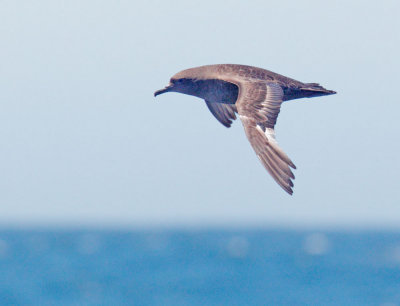 Sooty Shearwater