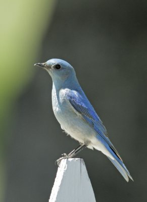 Mountain Bluebird, male