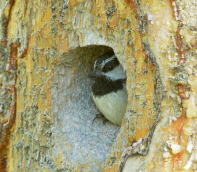 Mountain Chickadee, at nest