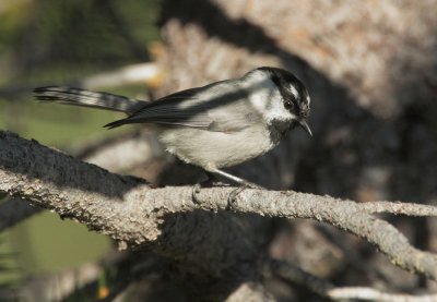 Mountain Chickadee