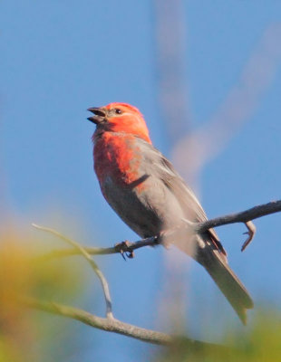 Pine Grosbeak, male