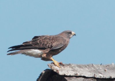 Swainson's Hawk