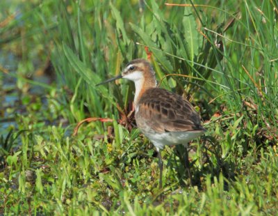 Wilson's Phalarope, male