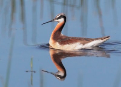 Wilson's Phalarope, female