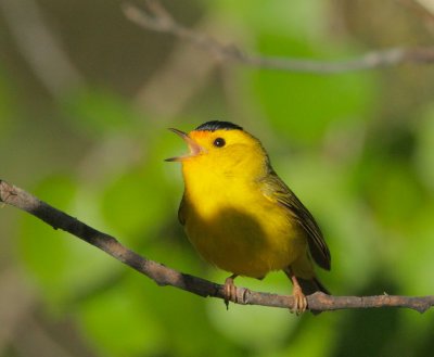 Wilson's Warbler, male