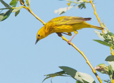 Yellow Warbler, male