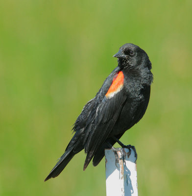 Tricolored Blackbird, male