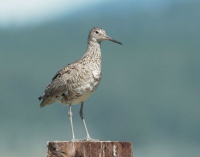 Willet, breeding plumage