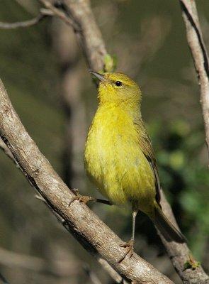 Orange-crowned Warbler