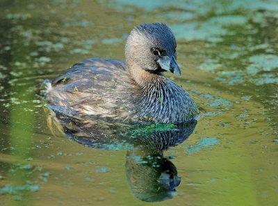 Pied-billed Grebe