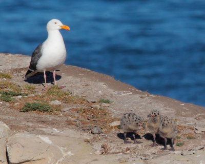Western Gulls, adult and three chicks