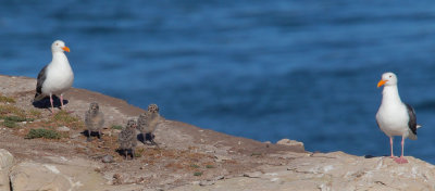 Western Gulls, adult pair and three chicks