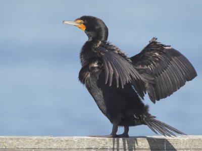 Double-crested Cormorant