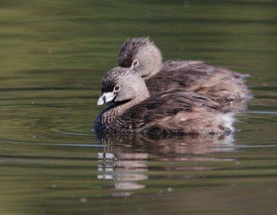 Pied billed Grebes