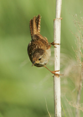 Marsh Wren