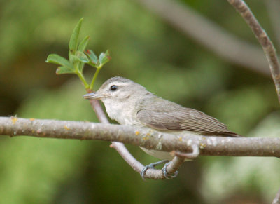 Warbling Vireo