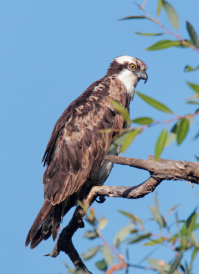 Osprey