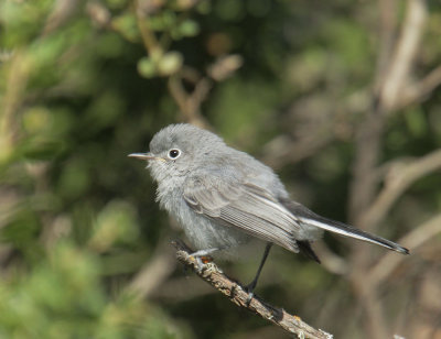 Blue-gray Gnatcatcher, juvenile