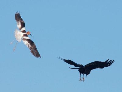 American Avocet battling American Crow