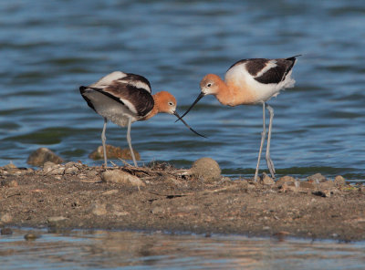 American Avocets, pair at nest