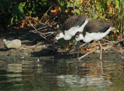 Black-necked Stilts, juveniles