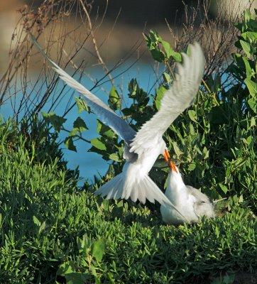 Forster's Terns, passing fish
