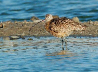 Long-billed Curlew