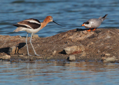 American Avocet and Forster's Tern, facing off