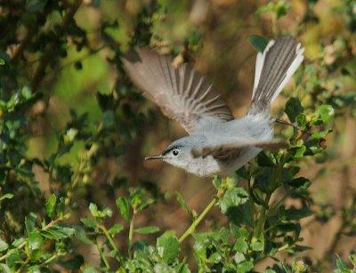 Blue-gray Gnatcatcher, male flying