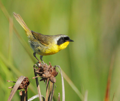 Common Yellowthroat, male