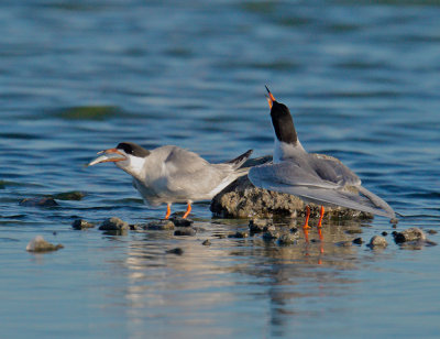 Forsters Terns, pair courting