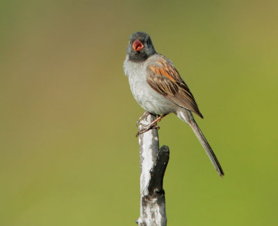 Black-chinned Sparrow, male singing