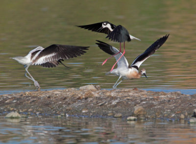 American Avocet and male Black-necked Stilt