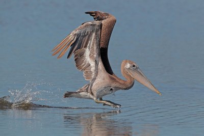 Brown Pelican, juvenile, taking off